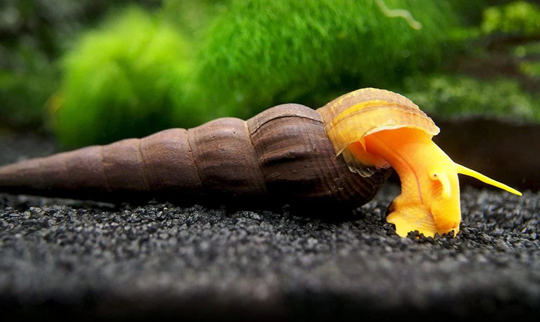 Golden Rabbit Snail