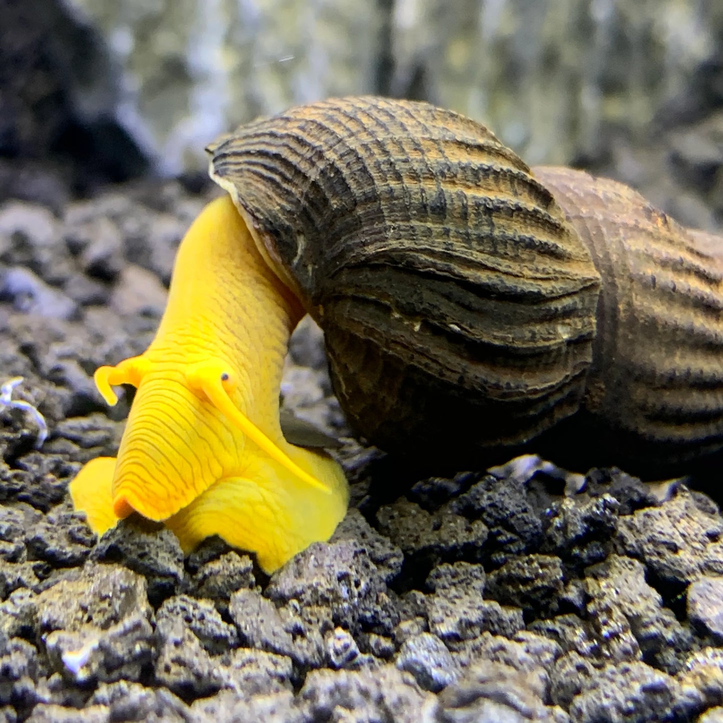 Golden Rabbit Snail