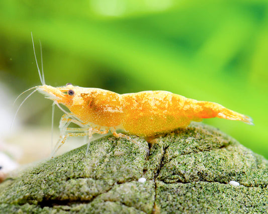 Golden Stardust Neocaridina Shrimp