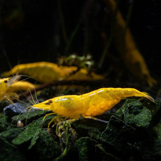 Golden Neocaridina Shrimp