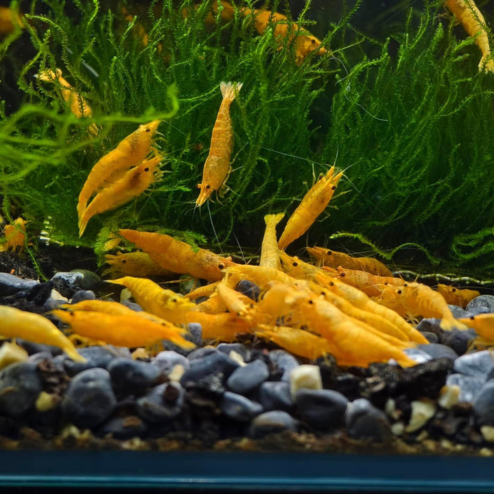 Shop Caridina Shrimp: Discover The Tiny Universe – Tropicflow