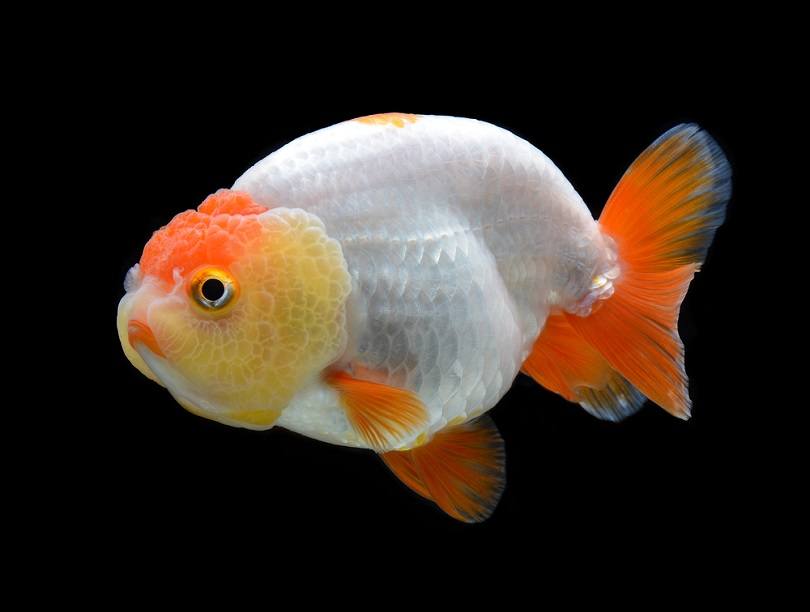 Fancy Goldfish For Sale Ranchu & Oranda Goldfish Tropicflow