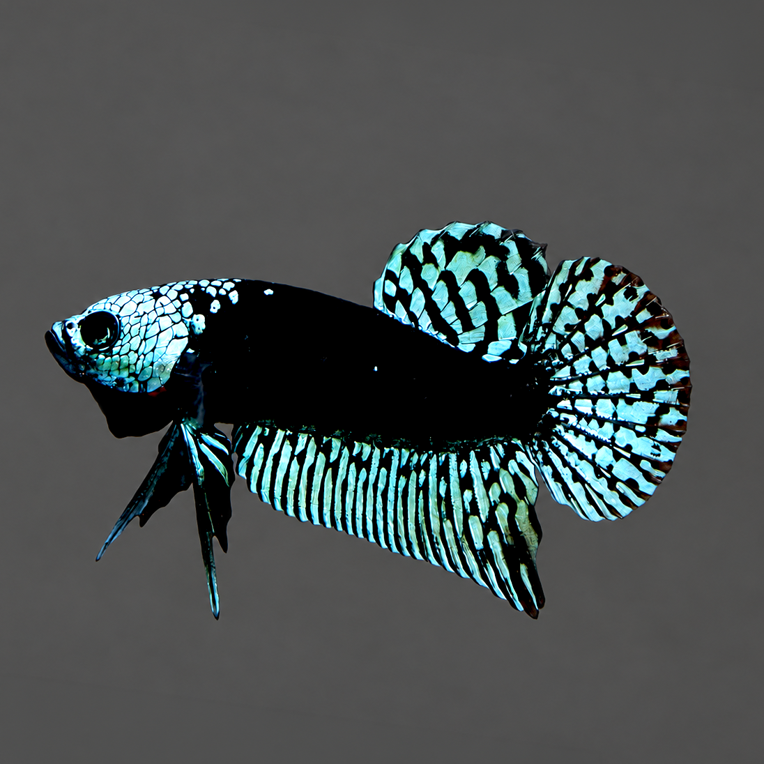 Gray Samurai Alien Wild Male Betta Fish