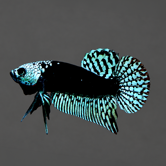 Gray Samurai Alien Wild Male Betta Fish