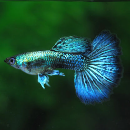 Green Dragon Guppy Fish