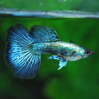 Green Dragon Guppy Fish