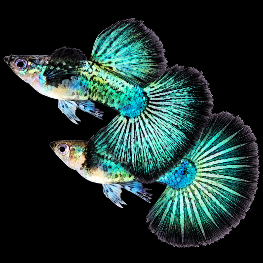Green Dragon Guppy Fish