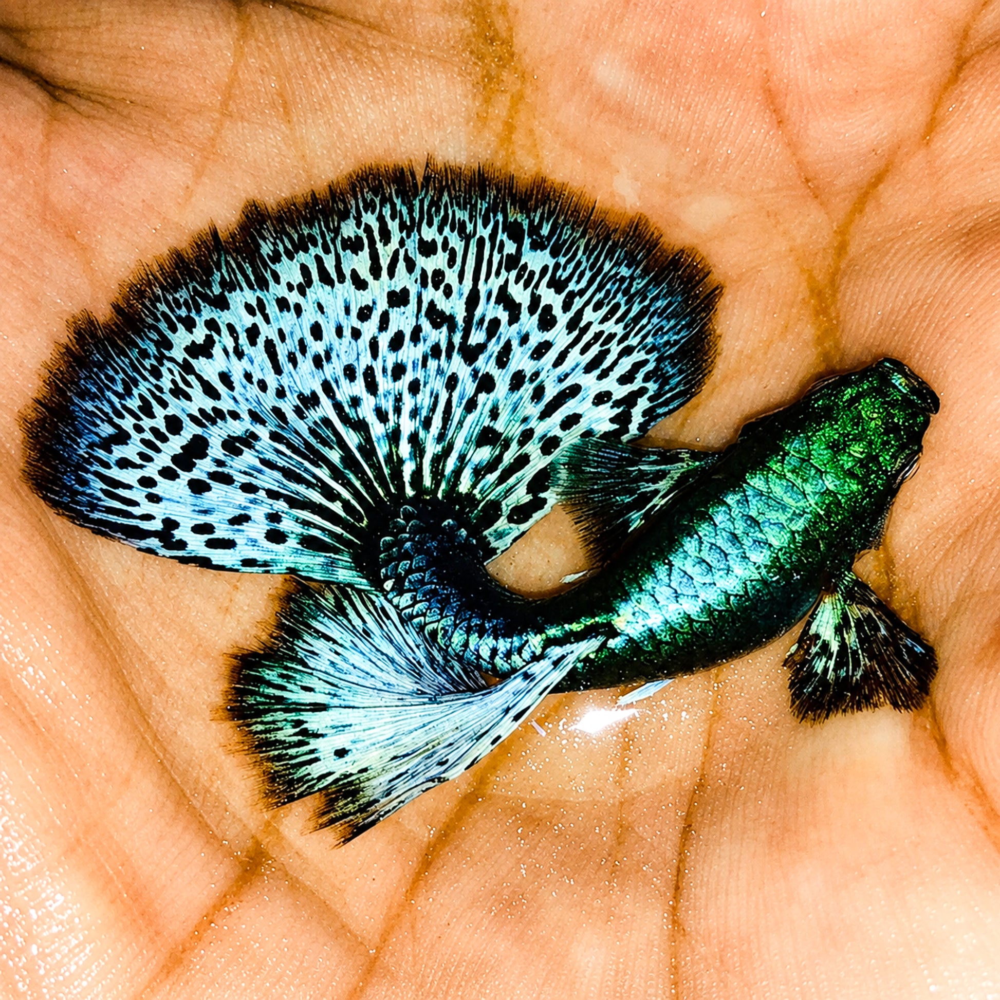 Green Dragon Guppy Fish