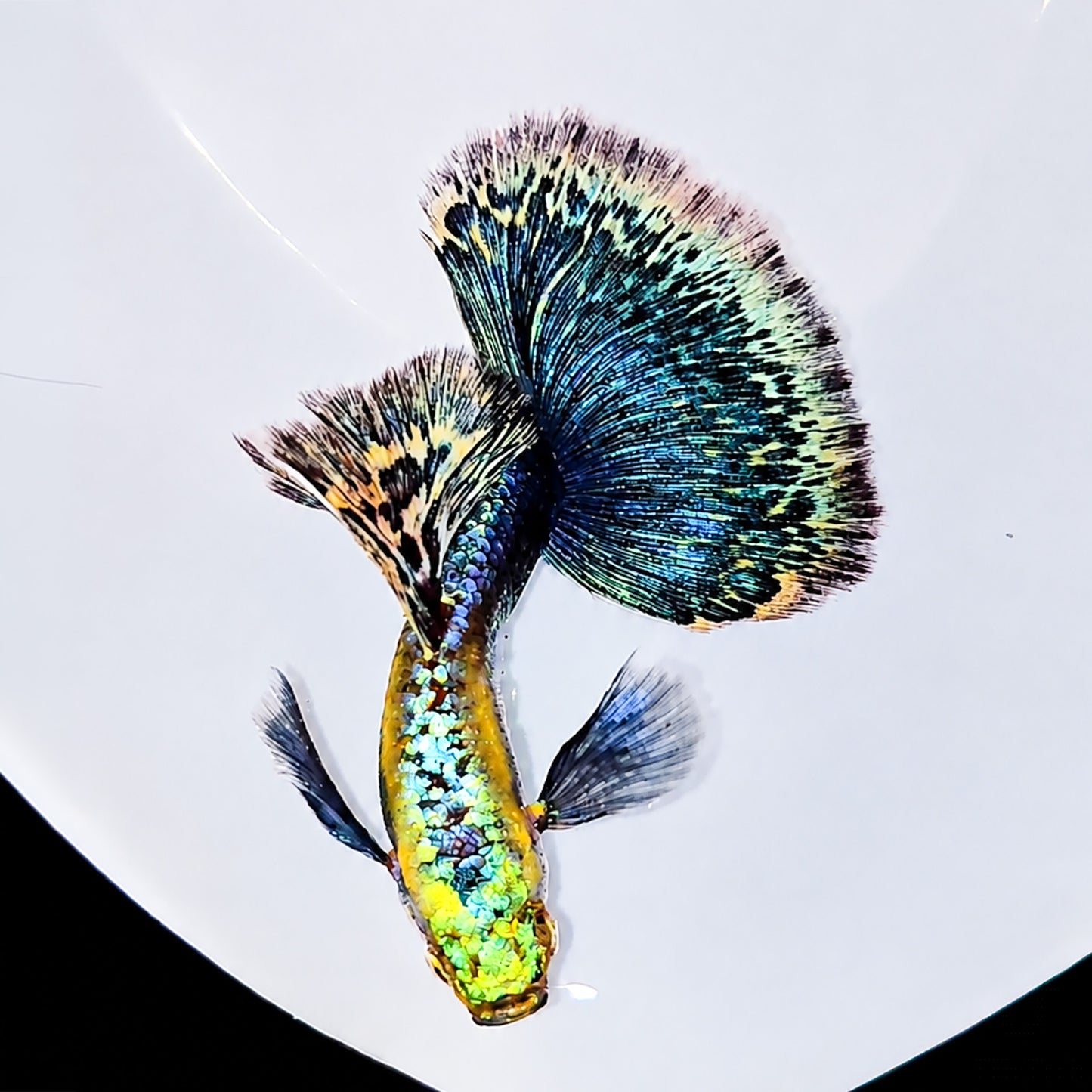 Green Dragon Guppy Fish