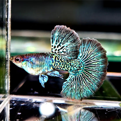 Green Dragon Snakeskin Guppy Fish