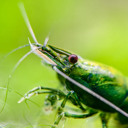 Green Jade Neocaridina Shrimp