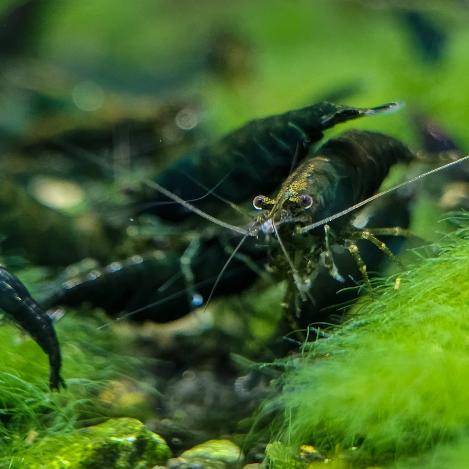 Green Jade Neocaridina Shrimp