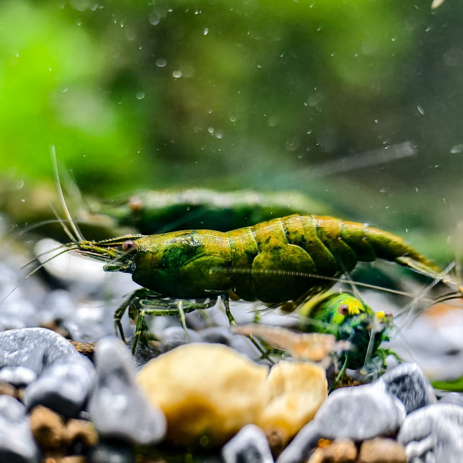 Green Jade Neocaridina Shrimp