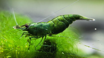 Green Jade Neocaridina Shrimp