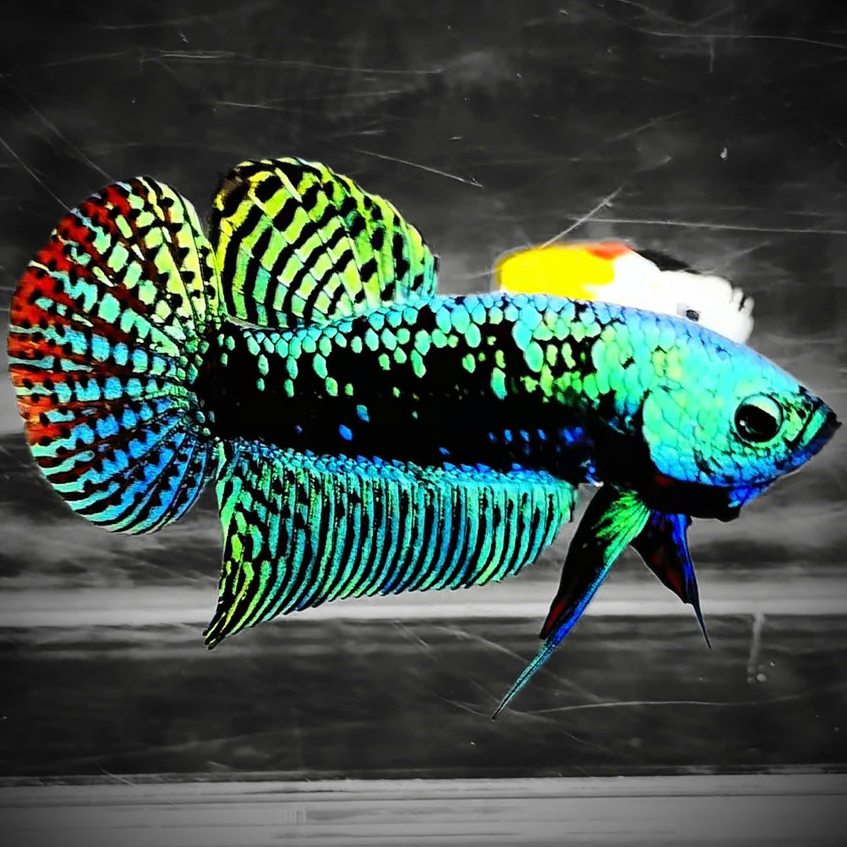 Samural Fish Green Samurai Alien Wild Male Betta Fish | Grower Pick