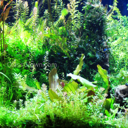 Aquarium Plant Saver Bundle – 12 Full-Size (No CO2 Required)