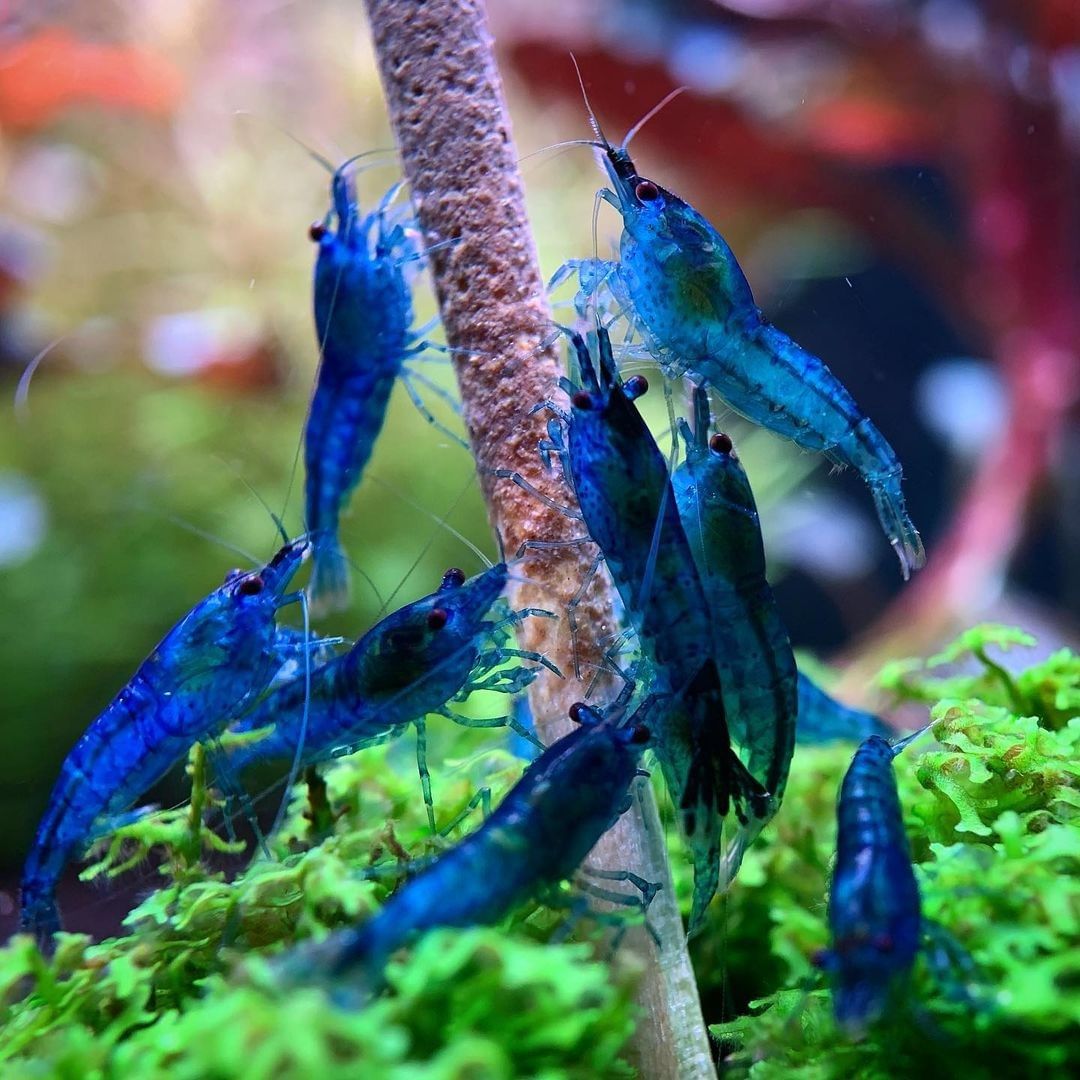 Blue Dream Neocaridina | Blue Dream Shrimp | Tropicflow