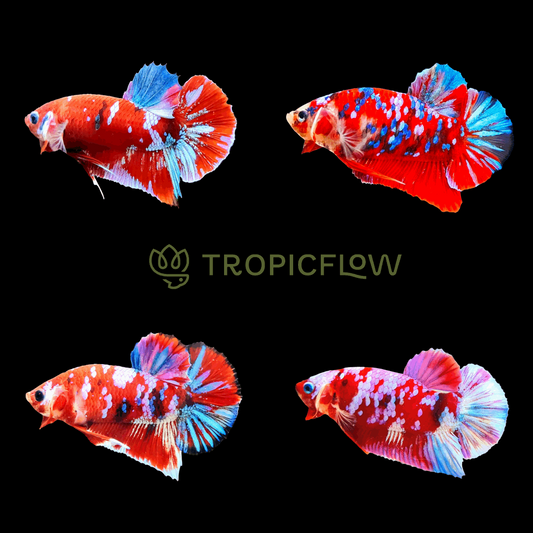 Koi Red Galaxy Male Betta Fish High Grade | Buy 4 Get 1 Free | Mystery Betta