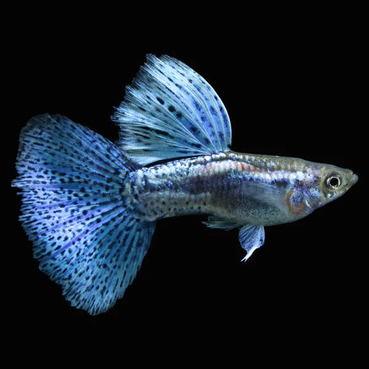 Blue Grass Fancy Guppy Fish