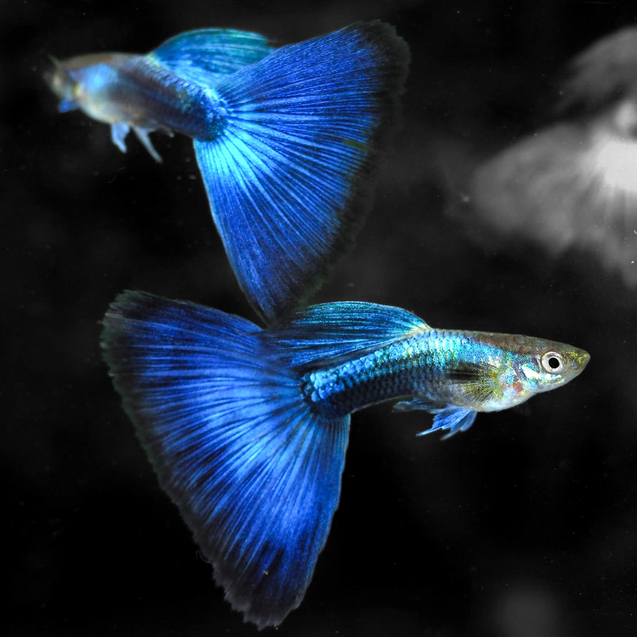 Tropicflow | Guppy Fish