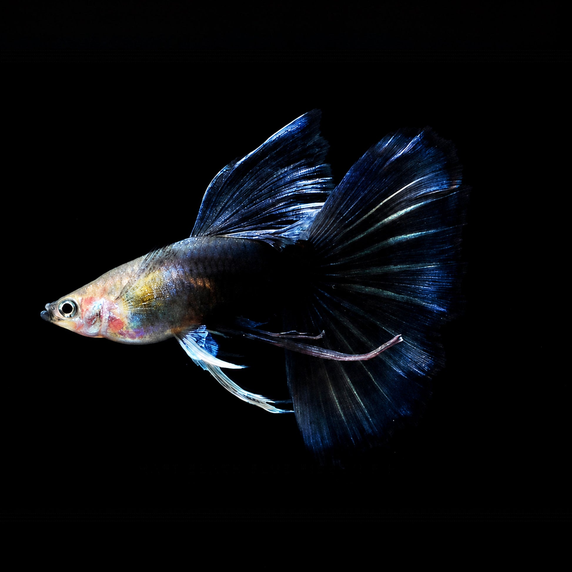 Half Black Blue Ribbon Fin Guppy Fish