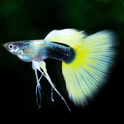 Half Black Yellow Ribbon Guppy Fish