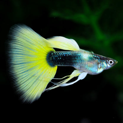 Half Black Yellow Ribbon Guppy Fish