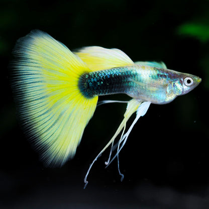 Half Black Yellow Ribbon Guppy Fish
