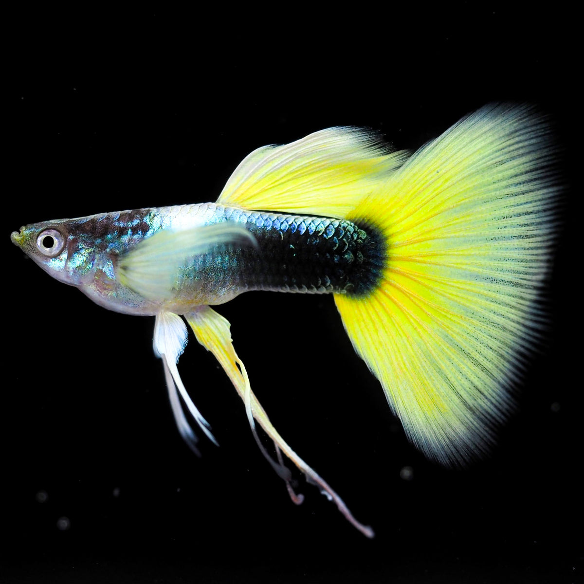 Half Black Yellow Ribbon Guppy Fish