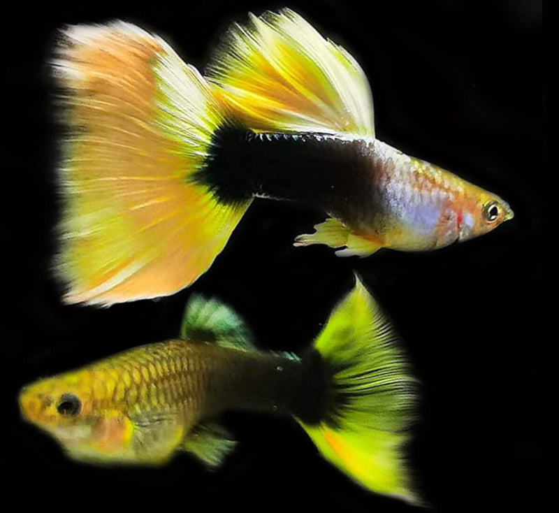 Half Black Yellow Guppy Fish