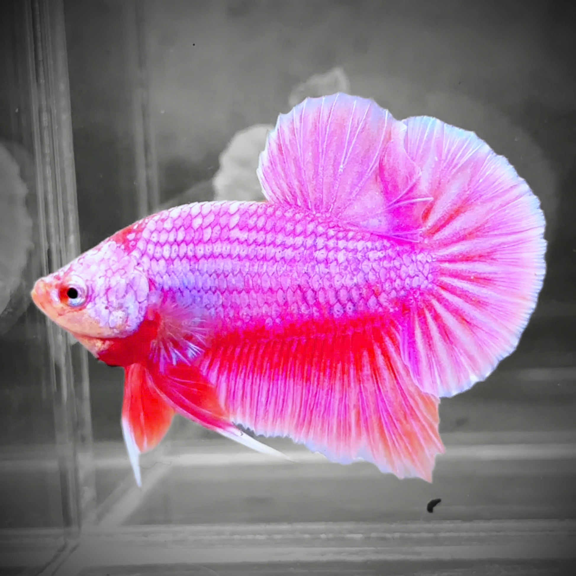 Hot Pink Plakat Male Betta Fish | Premium Grower Pick