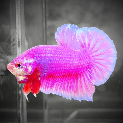 Hot Pink Plakat Male Betta Fish | Premium Grower Pick