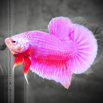 Hot Pink Plakat Male Betta Fish | Premium Grower Pick