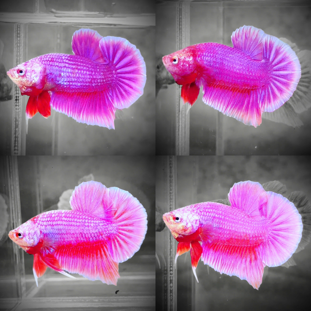 Hot Pink Plakat Male Betta Fish | Premium Grower Pick