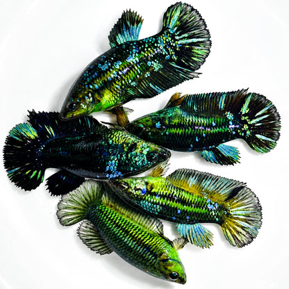 Hulk Galaxy Plakat Female Betta Fish with vibrant galaxy-inspired coloration, shimmering scales, and short plakat fins. Copy