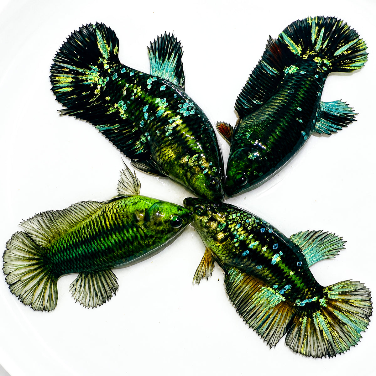 Hulk Galaxy Plakat Female Betta Fish with vibrant galaxy-inspired coloration, shimmering scales, and short plakat fins. Copy