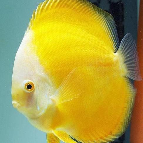 Yellow Melon Discus Fish