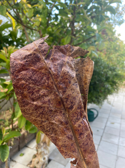  Dried Indian Almond Leaves