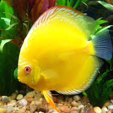 Yellow Albino Discus Fish