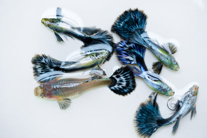 Purple Ivory Mosaic Guppy Fish
