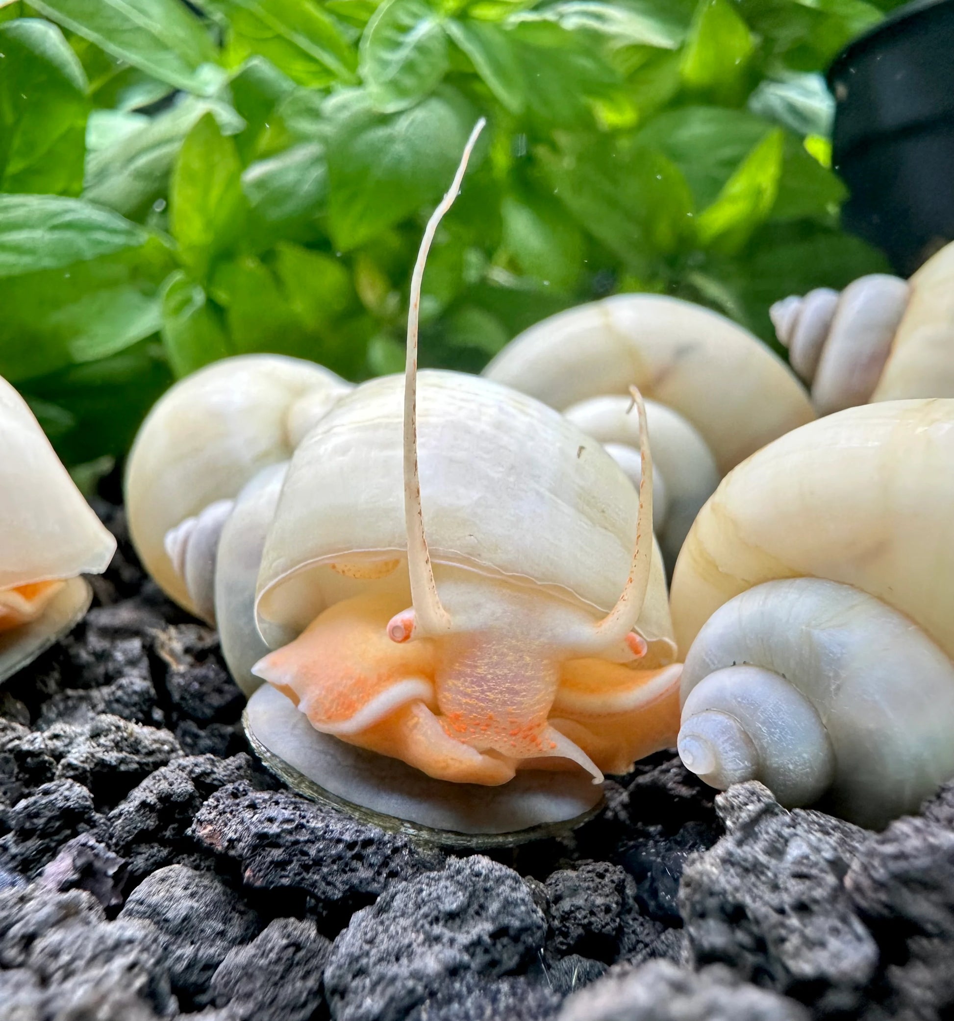 Ivory White Mystery Snail