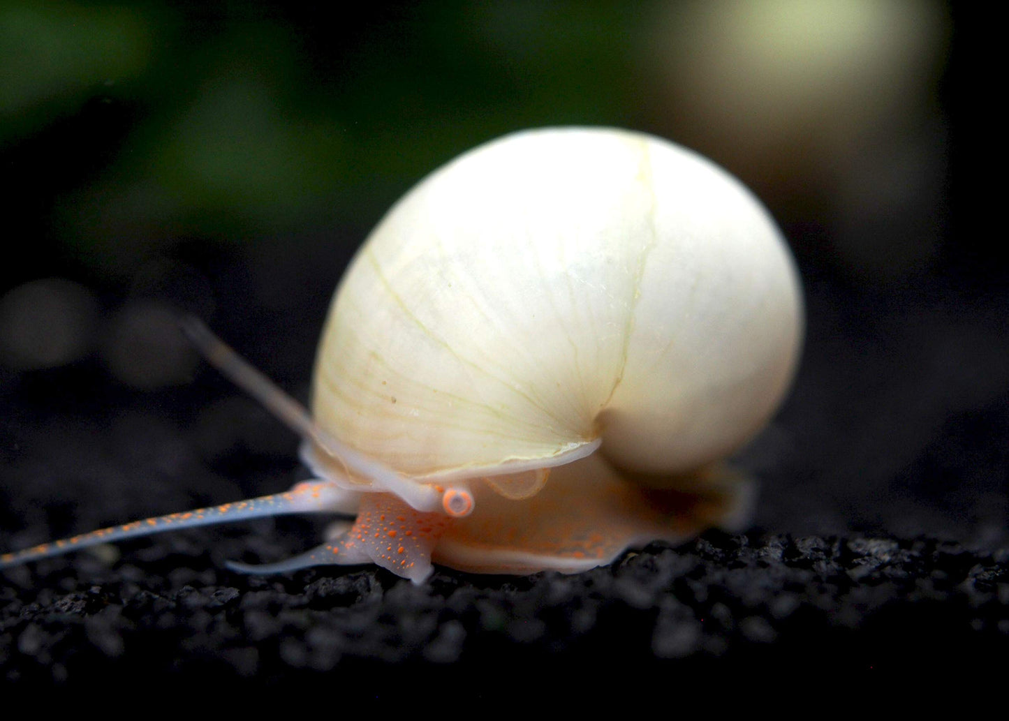 Ivory White Mystery Snail