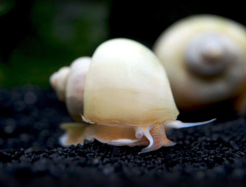 Ivory White Mystery Snail