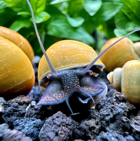 Jade Mystery Snail