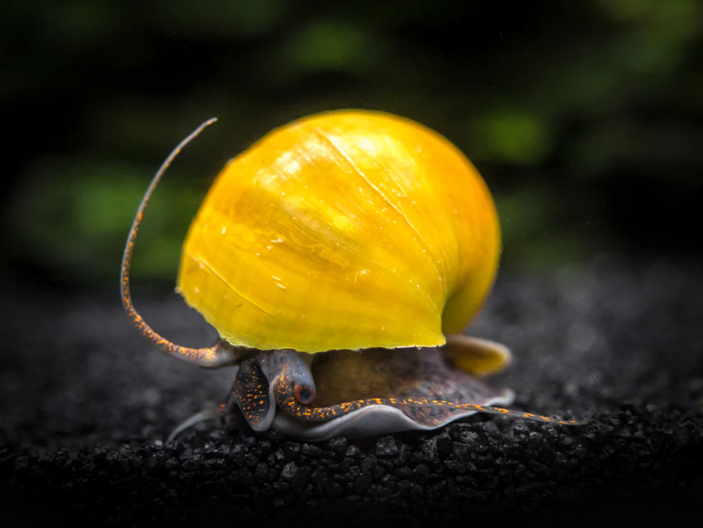 Jade Mystery Snail