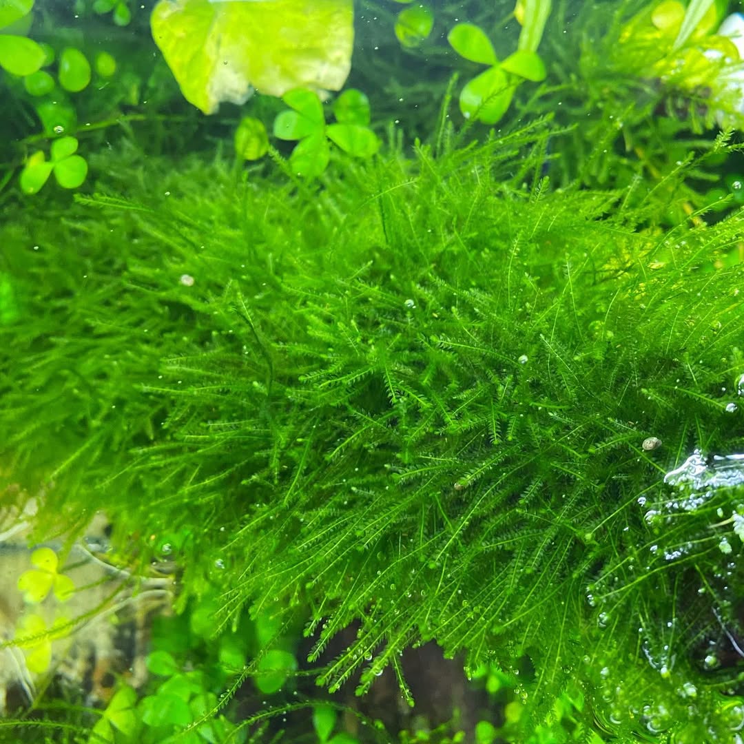 Java Moss Container Java Moss for Aquariums – Tropicflow