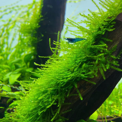 Java Moss