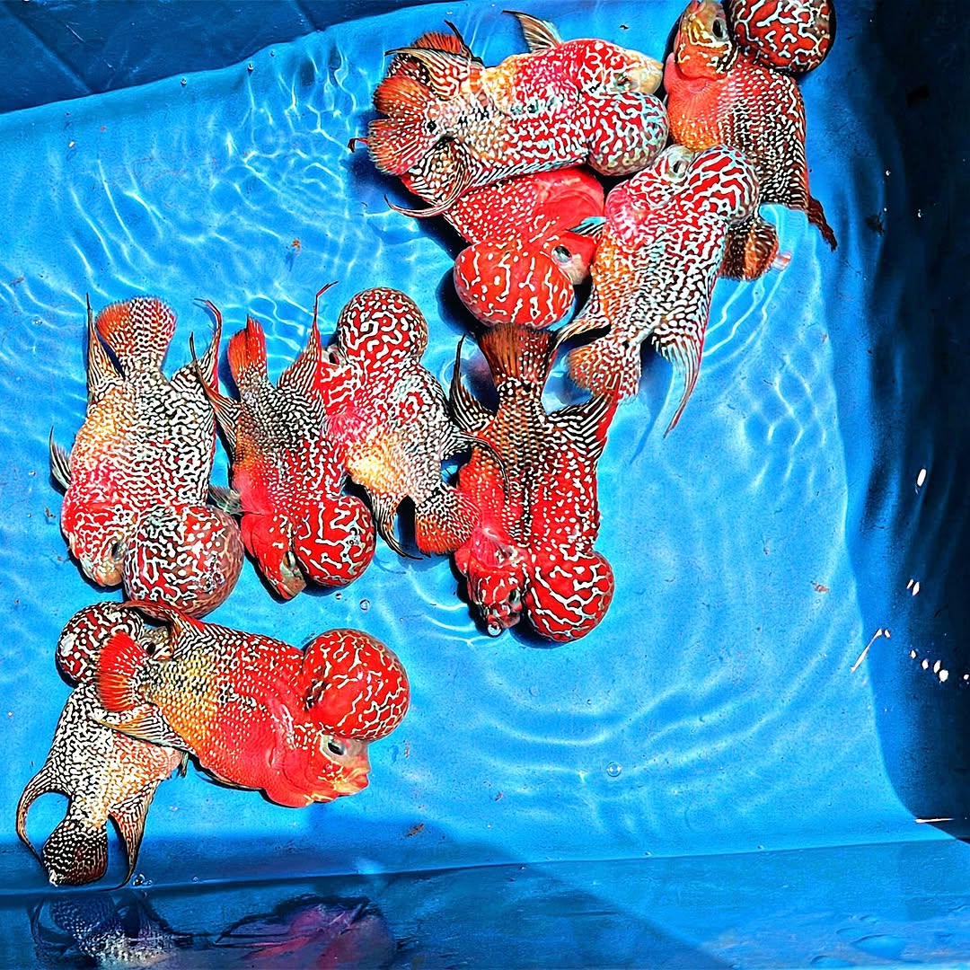 King Kamfa 2 Tone Flowerhorn Cichlid | Tropicflow