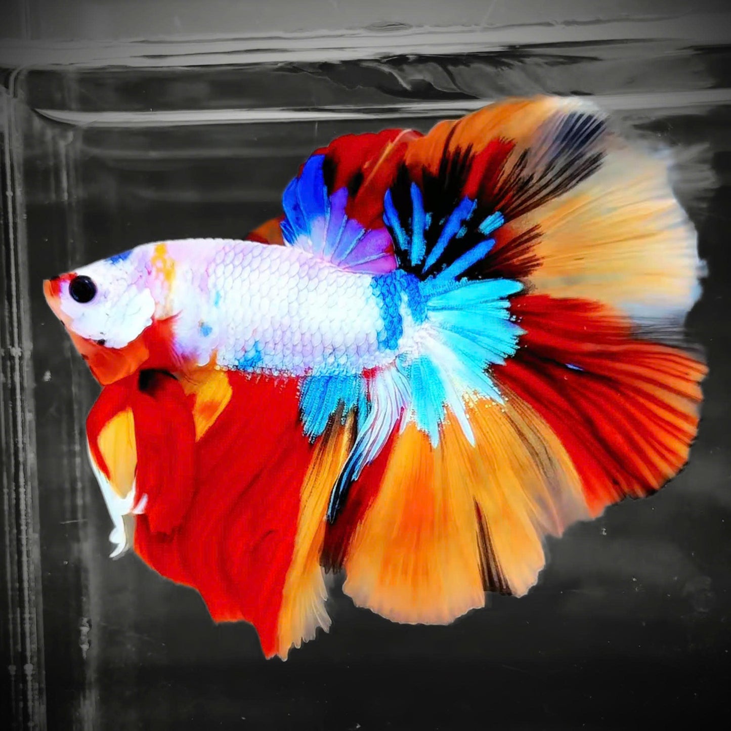 Koi Candy Nemo Halfmoon Male Betta Fish