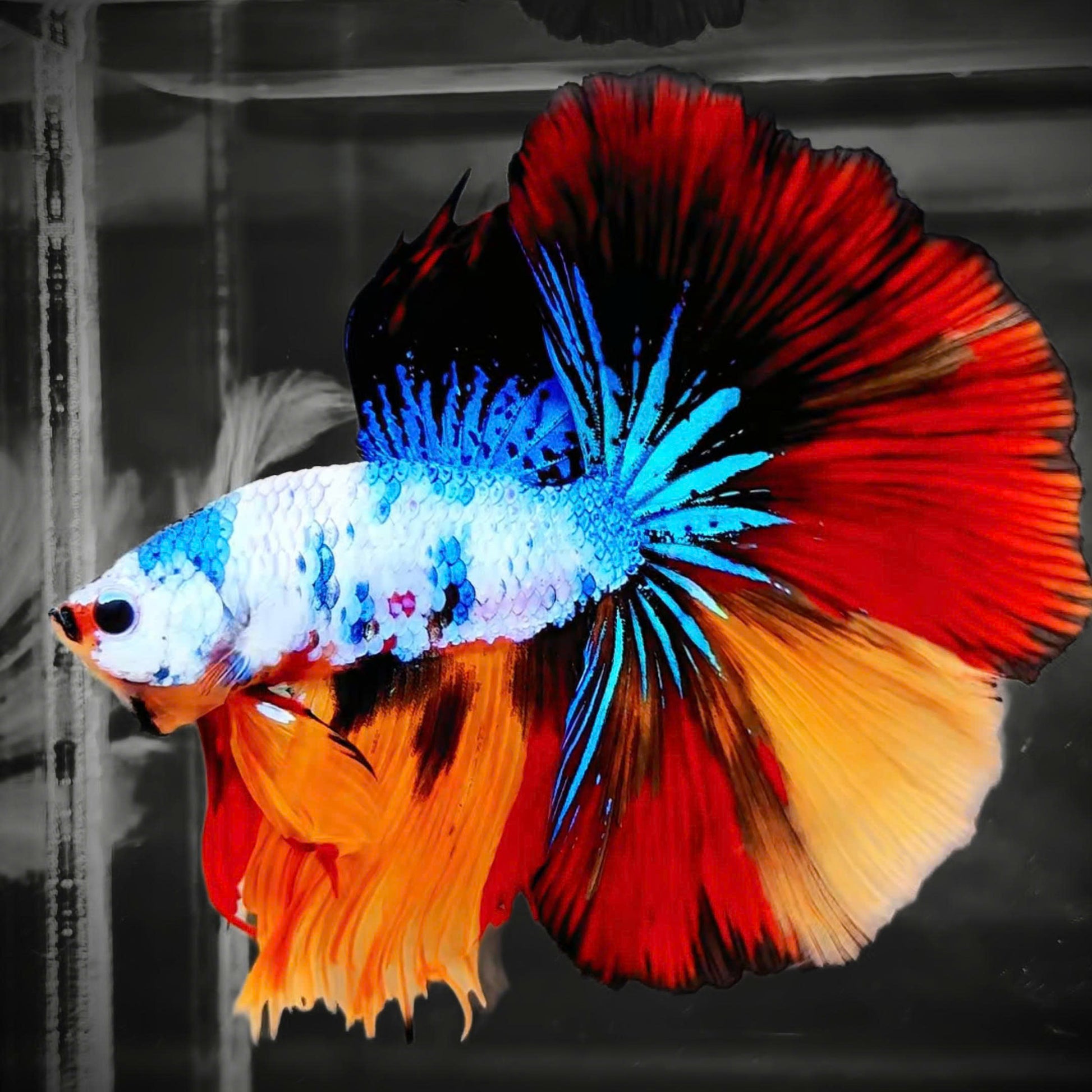 Koi Candy Nemo Halfmoon Male Betta Fish